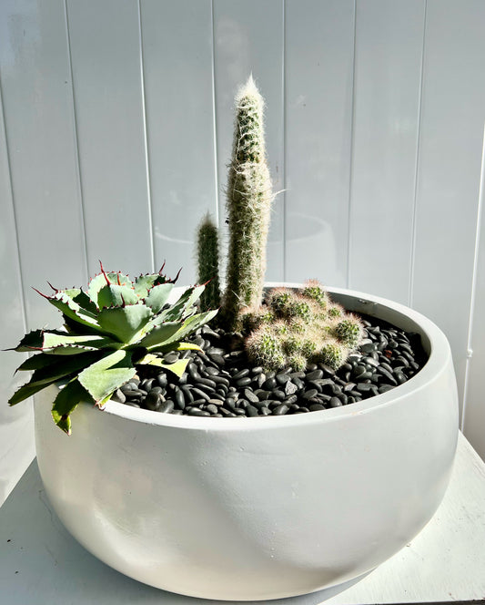 Cactus Garden in White Small Fibre Stone Cindy Bowl