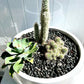Cactus Garden in White Small Fibre Stone Cindy Bowl