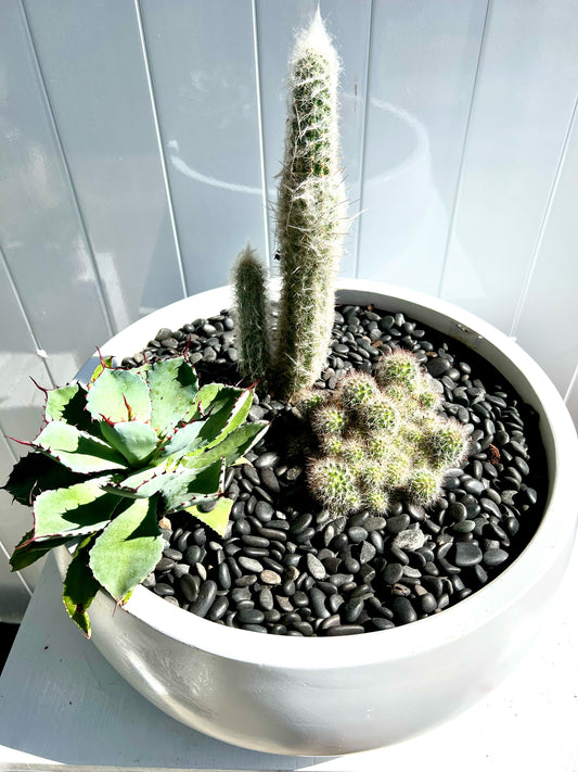 Cactus Garden in White Small Fibre Stone Cindy Bowl