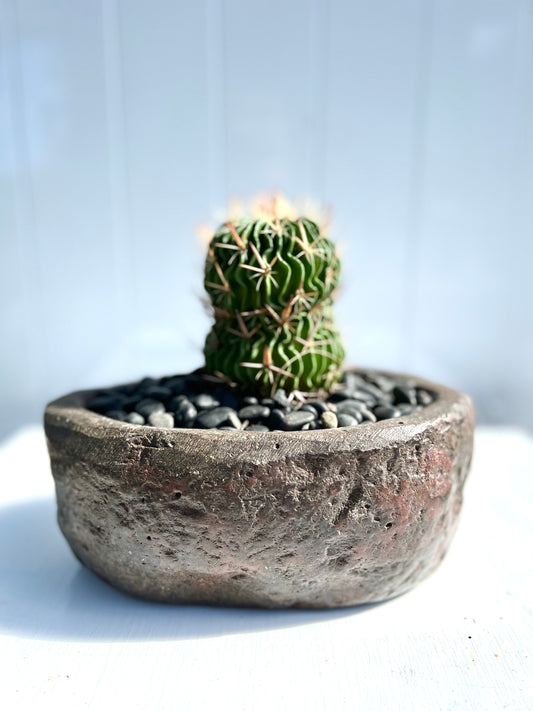 The Brain Cactus in Chocolate Stone Pot