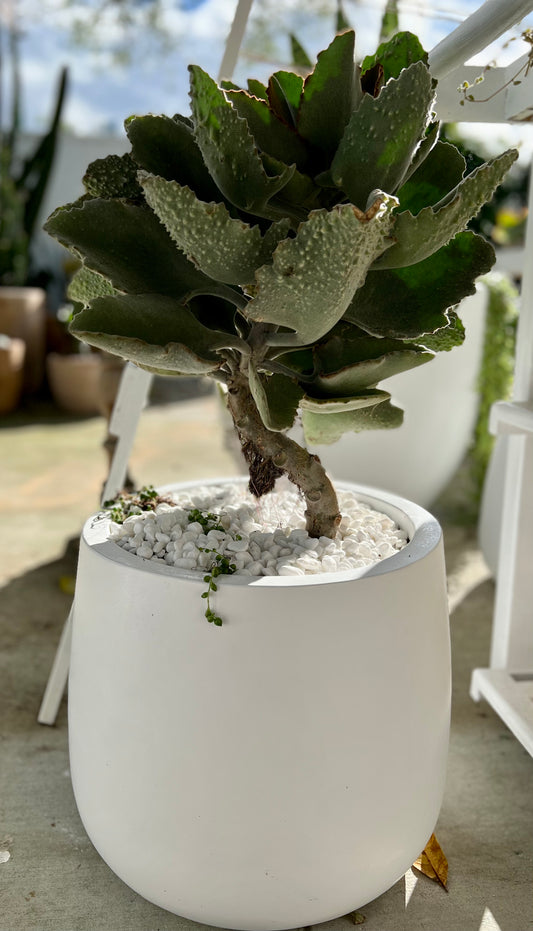 Teddy Bear - Kalanchoe Fang in Medium Fibrestone Duffey Pot.