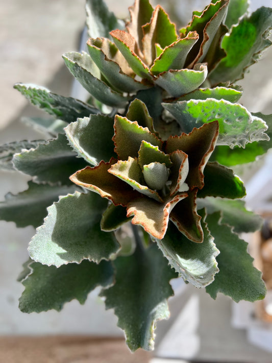 Teddy Bear - Kalanchoe Fang in Medium Fibrestone Duffey Pot.