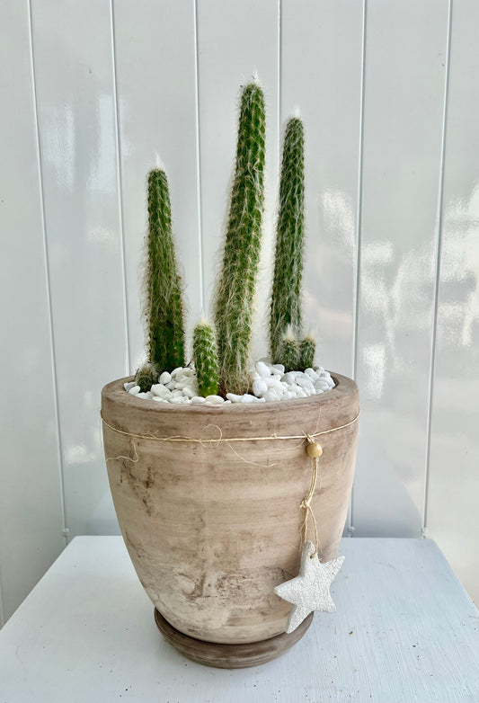 Old Man Cactus in Medium Terracotta Egg-Shaped Pot