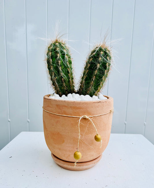 Xique-Xique Cactus in Medium Terracotta U-Shaped Pot