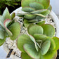 Fantastic Kalanchoe Succulents (3) in Fibrestone Egg Pot