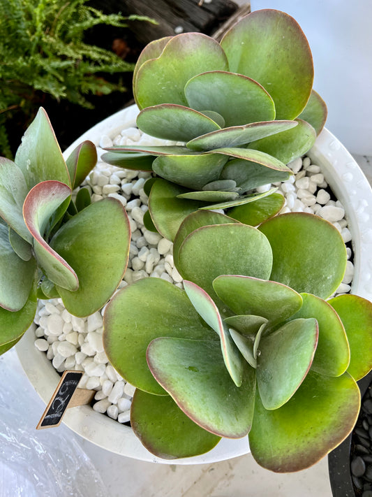 Fantastic Kalanchoe Succulents (3) in Fibrestone Egg Pot