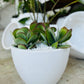 Fantastic Kalanchoe Succulents (3) in Fibrestone Egg Pot