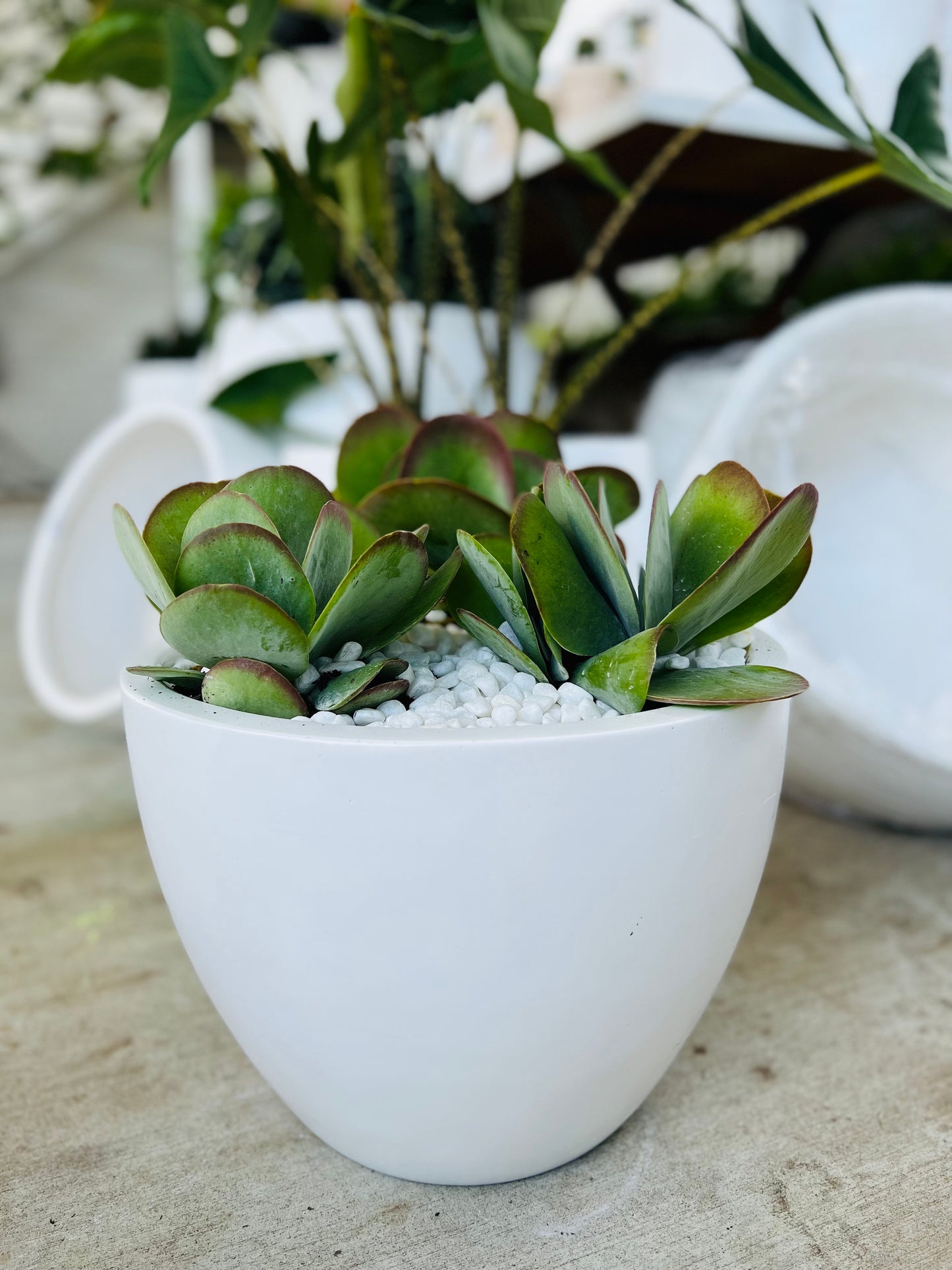 Fantastic Kalanchoe Succulents (3) in Fibrestone Egg Pot