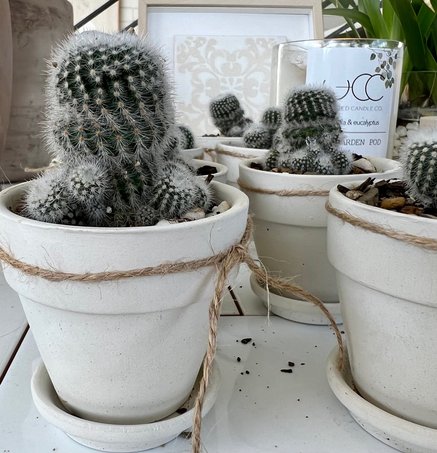 Powder Puff Cactus in Mini Terracotta or Mini White Terracotta Pot