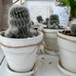 Powder Puff Cactus in Mini Terracotta or Mini White Terracotta Pot