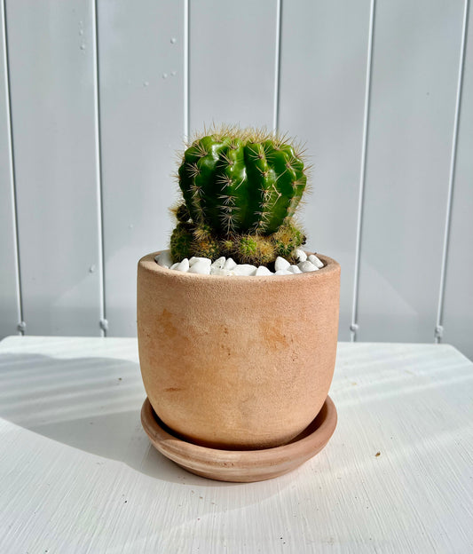 Sea Urchin Cactus in Small Terracotta U-Shaped Pot