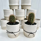 Assorted Cactus in Glazed/ Raw Ceramic Pot