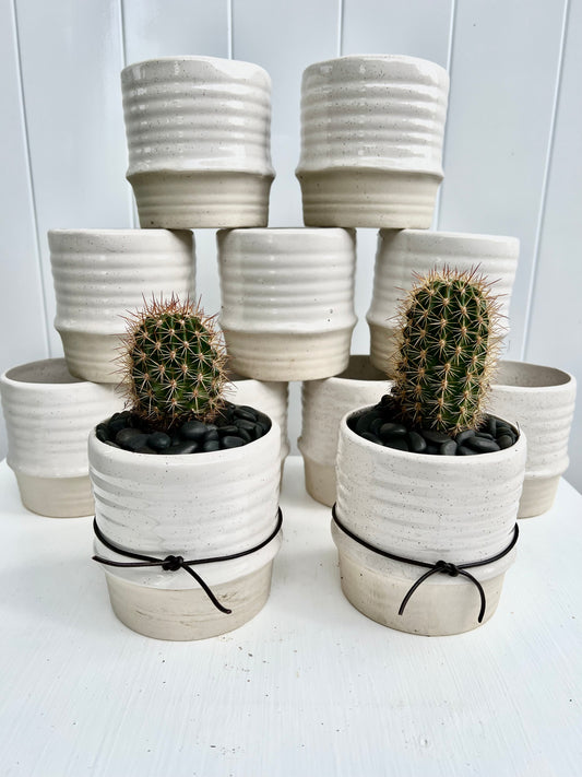 Assorted Cactus in Glazed/ Raw Ceramic Pot
