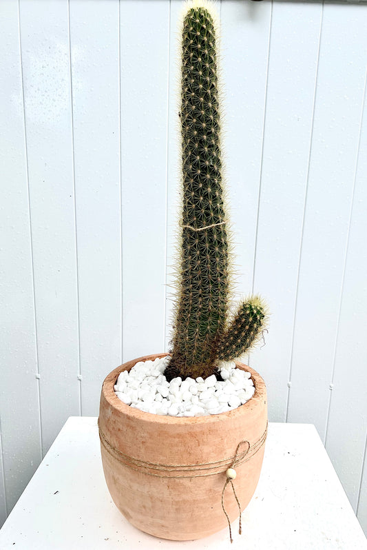 Tall Xique-Xique Cactus in Large Terracotta U-Shaped Pot