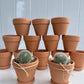Powder Puff Cactus in Mini Terracotta or Mini White Terracotta Pot