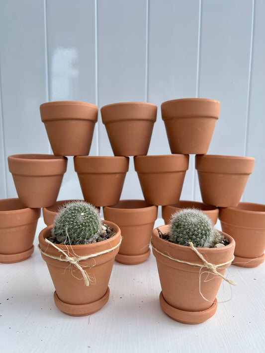 Powder Puff Cactus in Mini Terracotta or Mini White Terracotta Pot